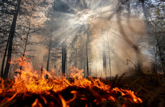Ученые: потепление увеличит вдвое количество лесных пожаров в России