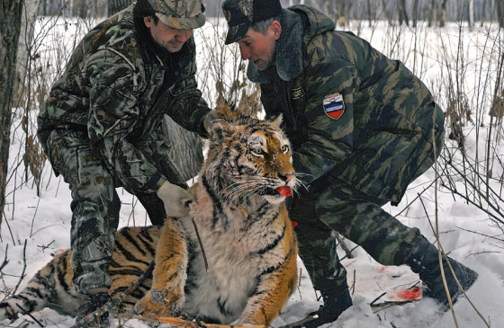 Почему в России разрешили убивать краснокнижных животных
