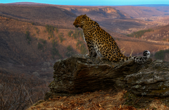 Селфи с леопардом и жизнь в тайге: зачем лететь в Приморский край
