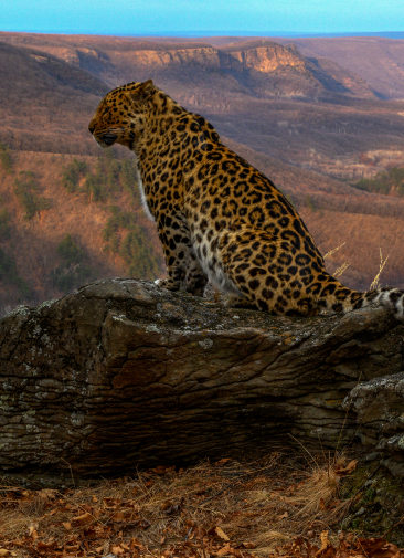 Селфи с леопардом и жизнь в тайге: зачем лететь в Приморский край