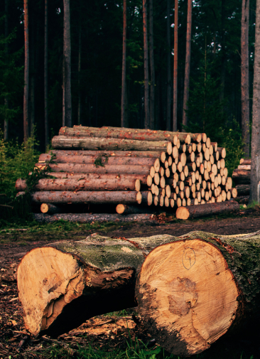 Какие проблемы есть у сертифицированной древесины в России