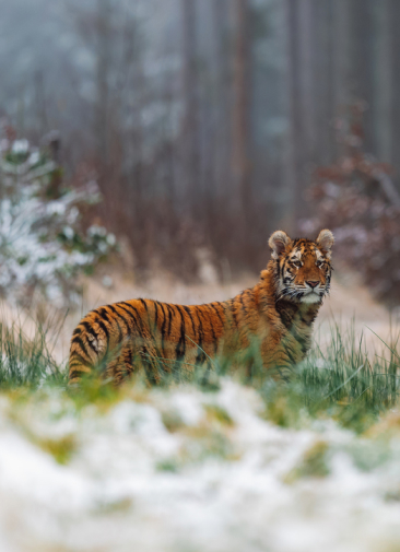 Тигр-ловелас в Приамурье, Русалочка тонет в мусоре в Челябинске, Чистомэн в Петербурге