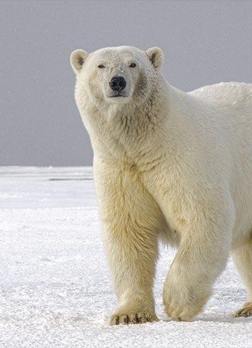 Как ученые следят за белыми медведями в Арктике