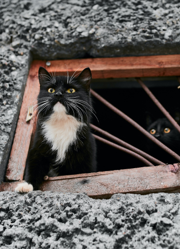 Оренбургских кошек пустили погреться, а на Алтае ввели мораторий на добычу козерога