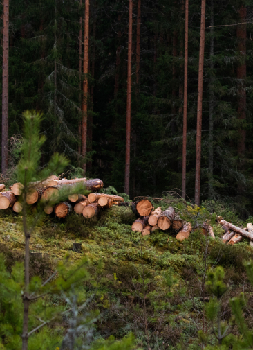 Экологическая проблема: вырубка лесов в России