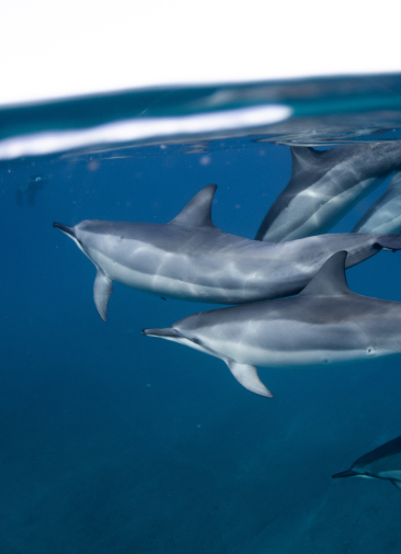 Правда ли, что дельфины — меломаны и бисексуалы, а киты живут сотни лет и не болеют раком