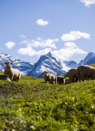 Как делают экологически чистые продукты в Швейцарии