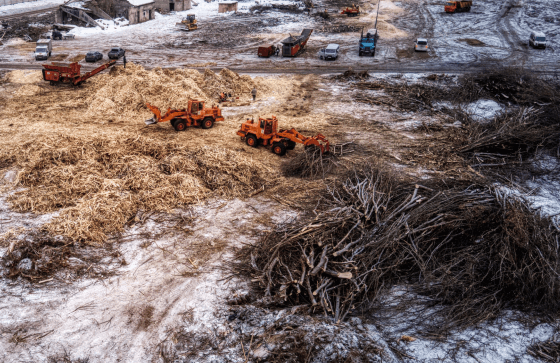 Шесть горячих точек вырубки деревьев в столичном регионе