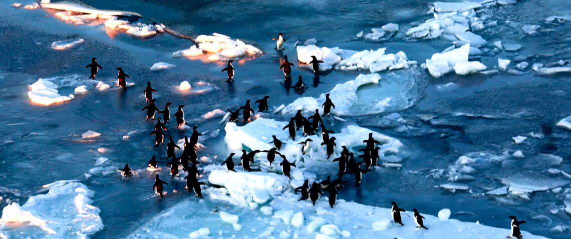 Как страны не могут договориться о сохранении Мирового океана и почему нужны морские заповедники