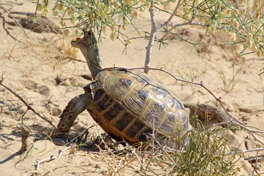 Среднеазиатская черепаха Testudo (=Agrionemys) horsfieldii, вид включен в приложение II СИТЕС