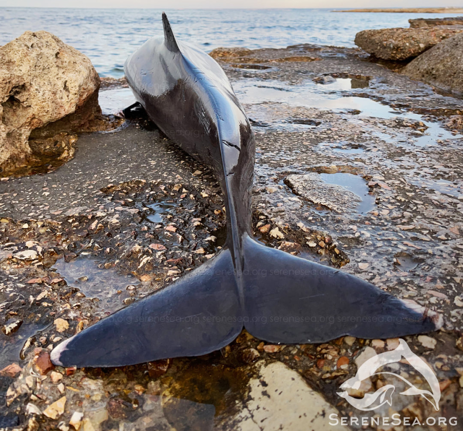 Дельфины выбросились на берег в Крыму 2022. Выброшенные дельфины в Севастополе. Морской беспилотник выбросило на берег в Севастополе. Симферополь где были выброшены дельфины. Почему дельфинов выбрасывает на берег