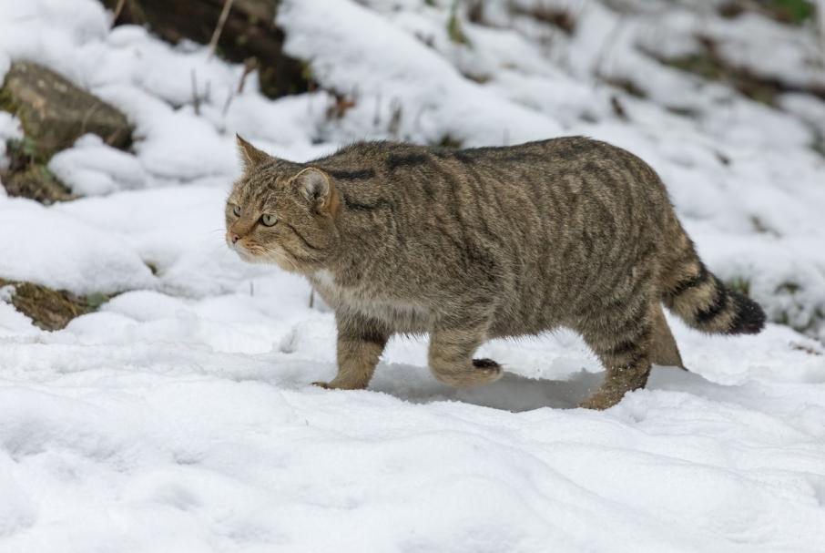 В Швейцарии лесного кота объявили «животным 2020 года»: Новости ➕1,  09.01.2020