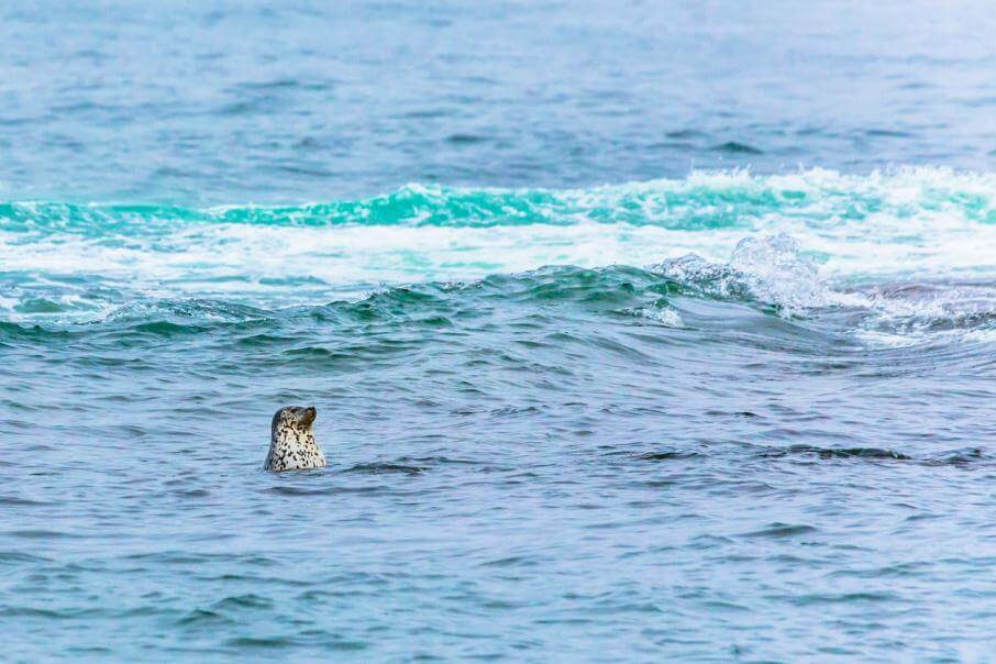 Стоковые фотографии по запросу Берингово море