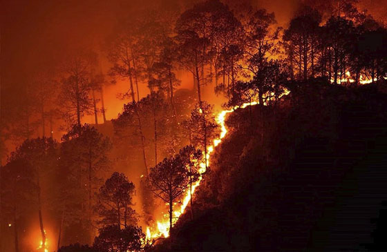 Лесные пожары поставили существование 4400 видов под угрозу