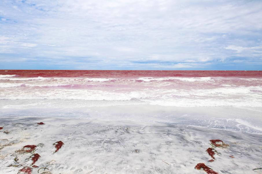 Причиной массовой гибели морских животных на Камчатке назвали цветение микроводорослей
