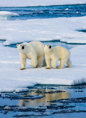 В Арктике пересчитают белых медведей