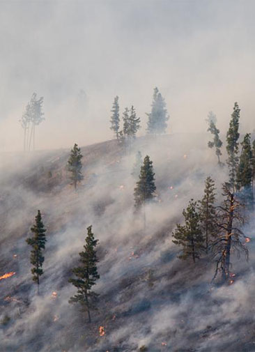 В «Авиалесоохране» заявили, что леса в России стали гореть круглый год