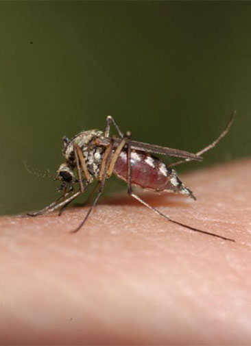 Через полвека малярия и лихорадка денге могут поразить 8 млрд человек — исследование