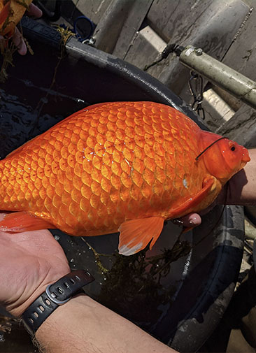 В Миннесоте огромные золотые рыбки стали угрозой для экологии местных водоемов