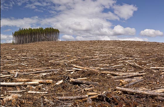 На климатическом саммите в Глазго приняли декларацию о защите лесов