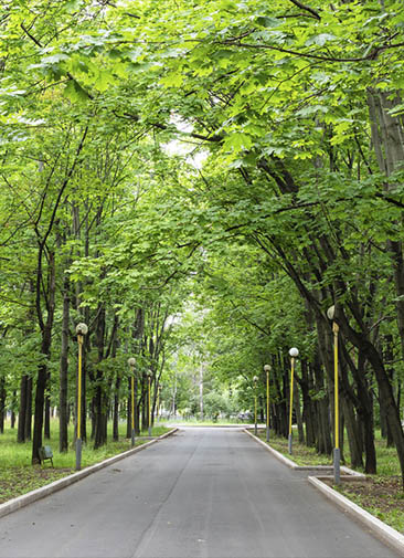 Более 14 тыс. деревьев и кустарников посадят в пойме московской реки Чермянки