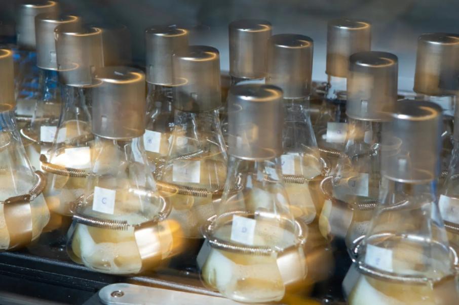 Бактерии-«сладкоежки» помогут ученым создать экологичное биотопливо