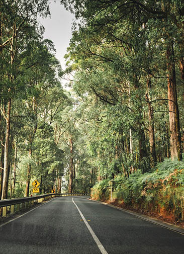 В Австралии высадят 150 млн деревьев за пять лет