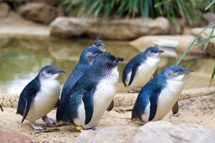 На берега Новой Зеландии выбросило многочисленные трупы маленьких голубых  пингвинов: Новости ➕1, 17.06.2022