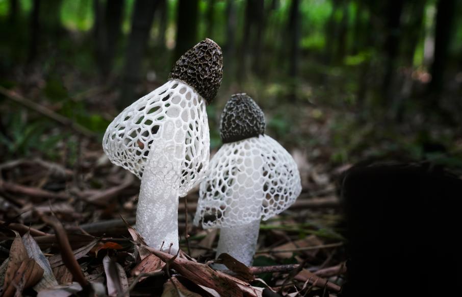 В Италии ученые ищут устойчивые к жаре грибы для защиты экосистем от изменений климата