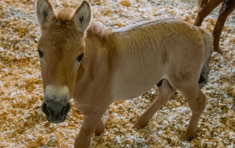 Ученым удалось дважды клонировать вымирающий вид лошади Пржевальского:Новости ➕1, 04.05.2023