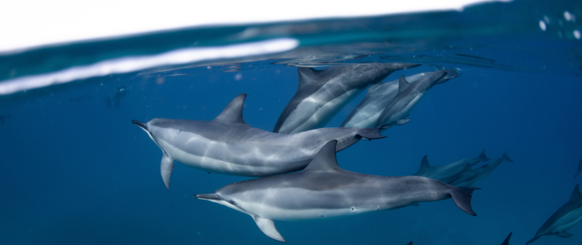 Правда ли, что дельфины — меломаны и бисексуалы, а киты живут сотни лет и не болеют раком